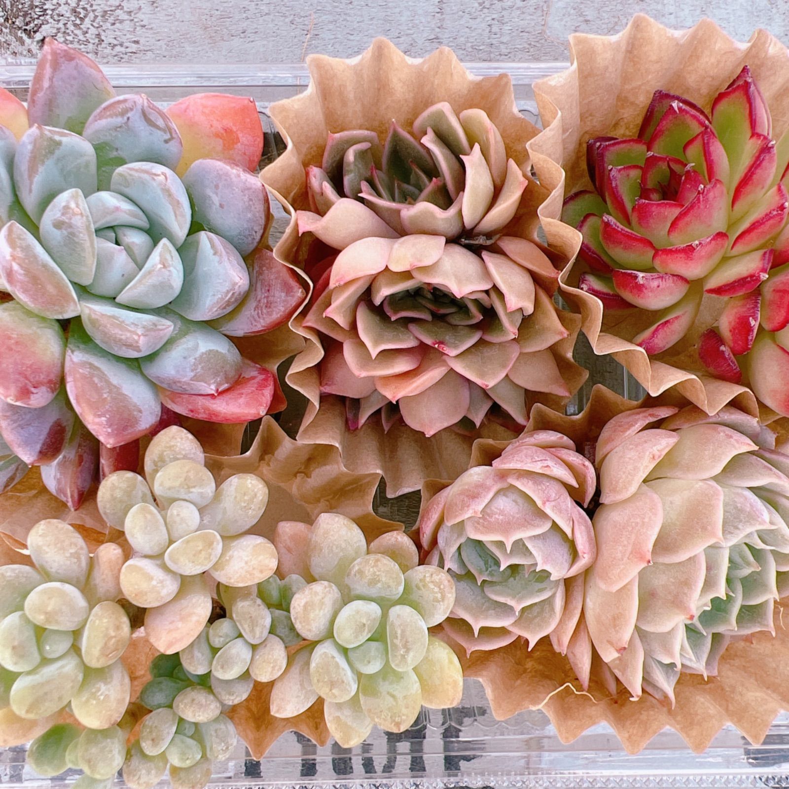 多肉植物 群生多頭セット ☆レアで可愛い子☆ - メルカリ 