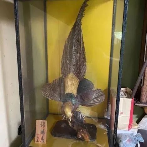 錦鶏鳥 はく製 ケース付き - メルカリ