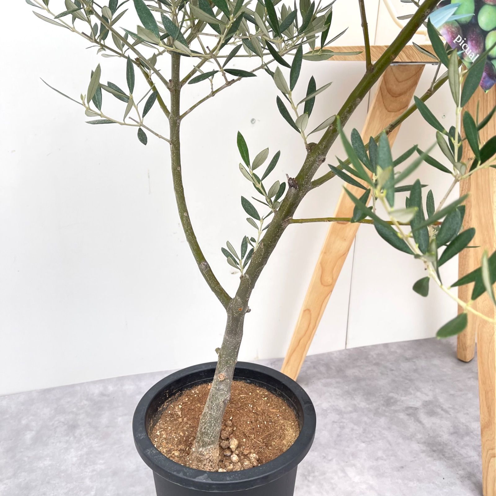 オリーブ　ピクアル　15【現品】観葉植物　庭木　創樹　SOUJU　7号 売約済※ オリーブ ピクアル 15【現品】観葉植物 庭木 創樹 SOUJU