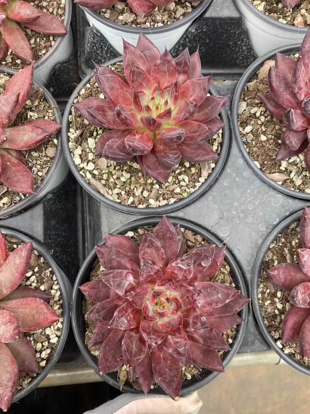 12株の抜き苗セット レッドサタン 多肉植物 佐川急便発送 エケベリア 韓国苗 MY433