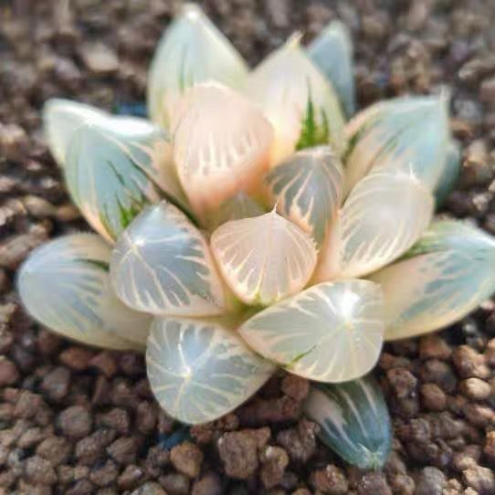 9A ハオルチア 多肉植物 糯オブツーサ錦糊斑 自家繁殖 - メルカリ