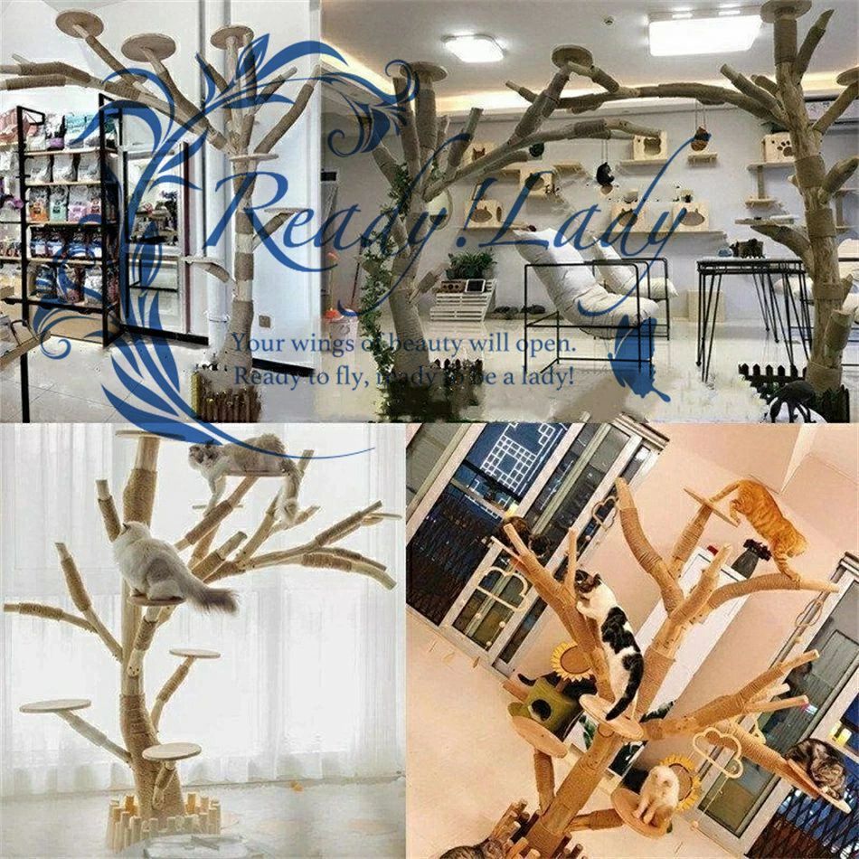猫の木 猫登山