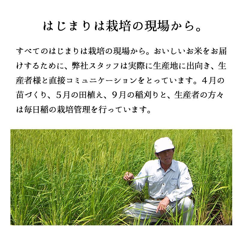 新米 新潟県産ミルキークイーン5kg お米 令和6年産 白米