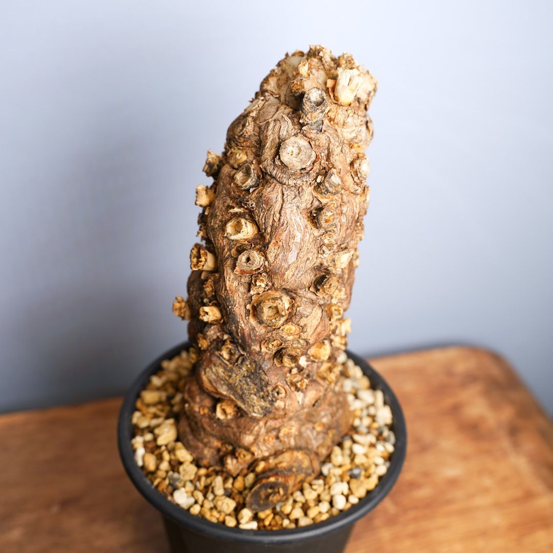 ムランジーナ 発根済