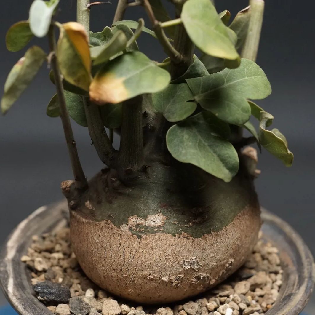 Adenia spinosa