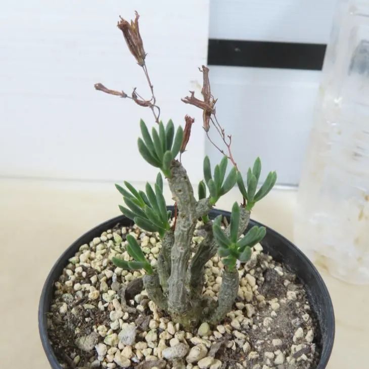 6024 「実生」チレコドン デシピエンス【発根・塊根植物・多肉植物・Tylecodon decipiens】 - メルカリ