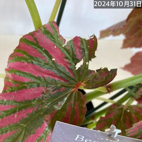 訳あり特価】観葉植物 ベゴニア ブレビリモーサ エキシオティカ