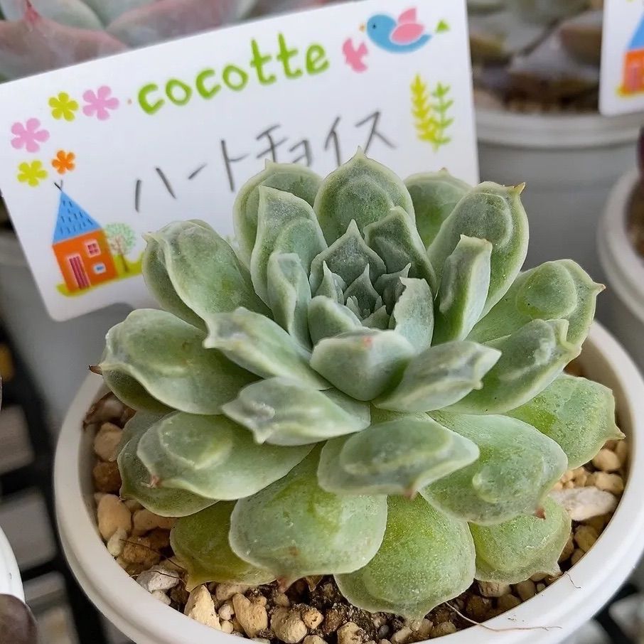 ハートチョイス 多肉植物 韓国苗 抜き苗 - メルカリ