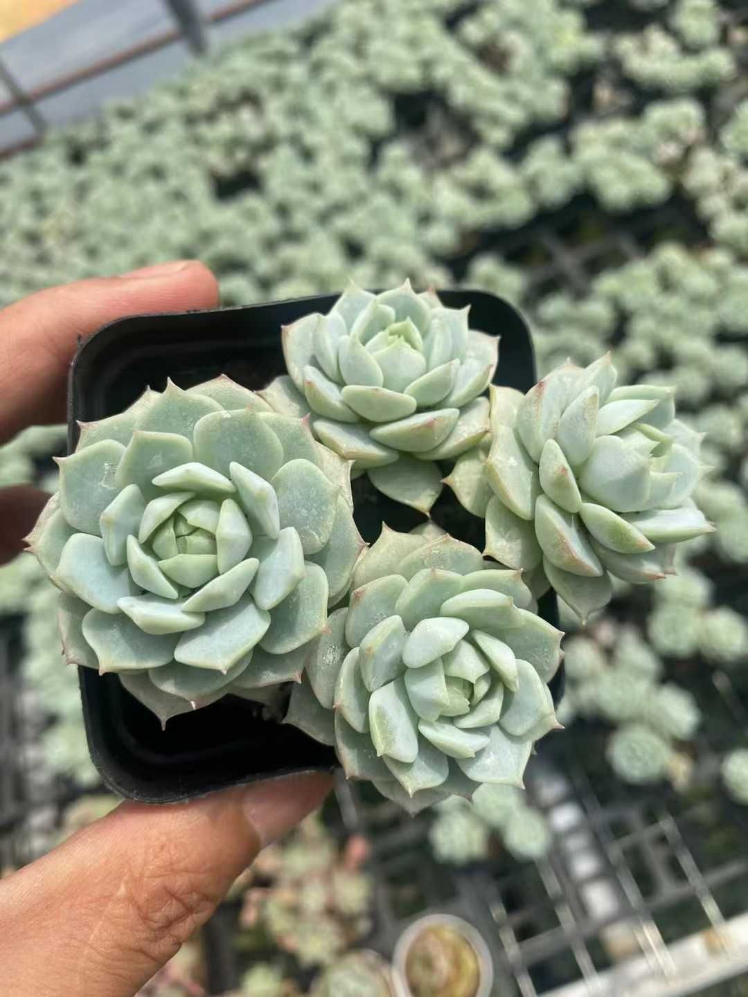 達磨福娘錦 MT603×40鉢 抜き苗 多肉植物 エケベリア サボテン