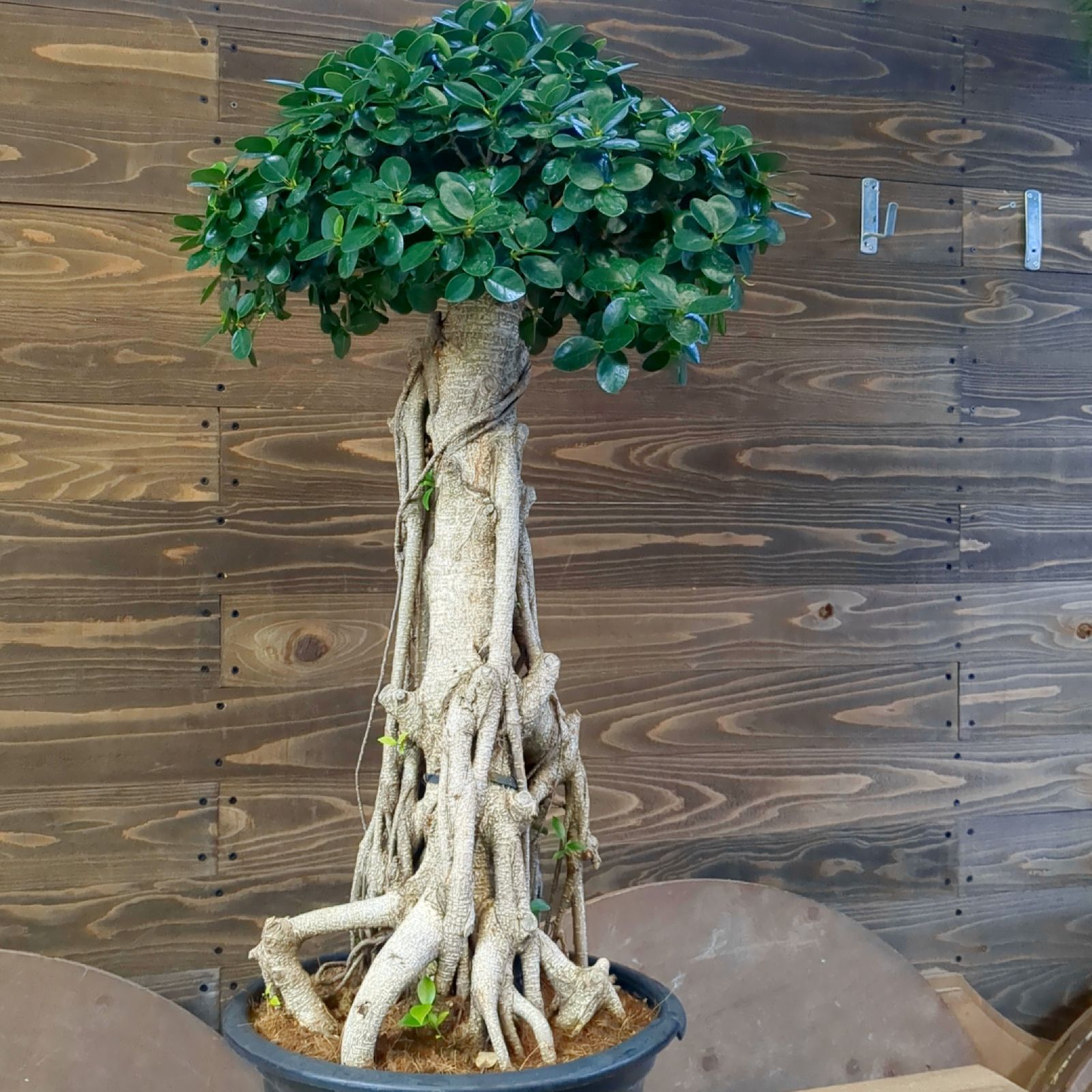 現品　カシワバゴム　柏葉ゴム　バンビーノ　リナータ　25番　フィカス　特大　希少 カシワバゴム 柏葉ゴム バンビーノ リナータ 24番 フィカス 特大 希少