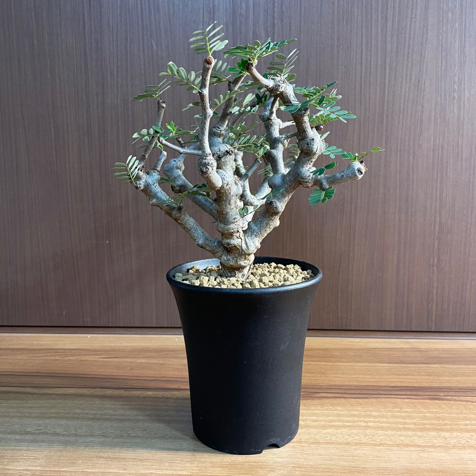 センナ・メリディオナリス 実生株 - メルカリ