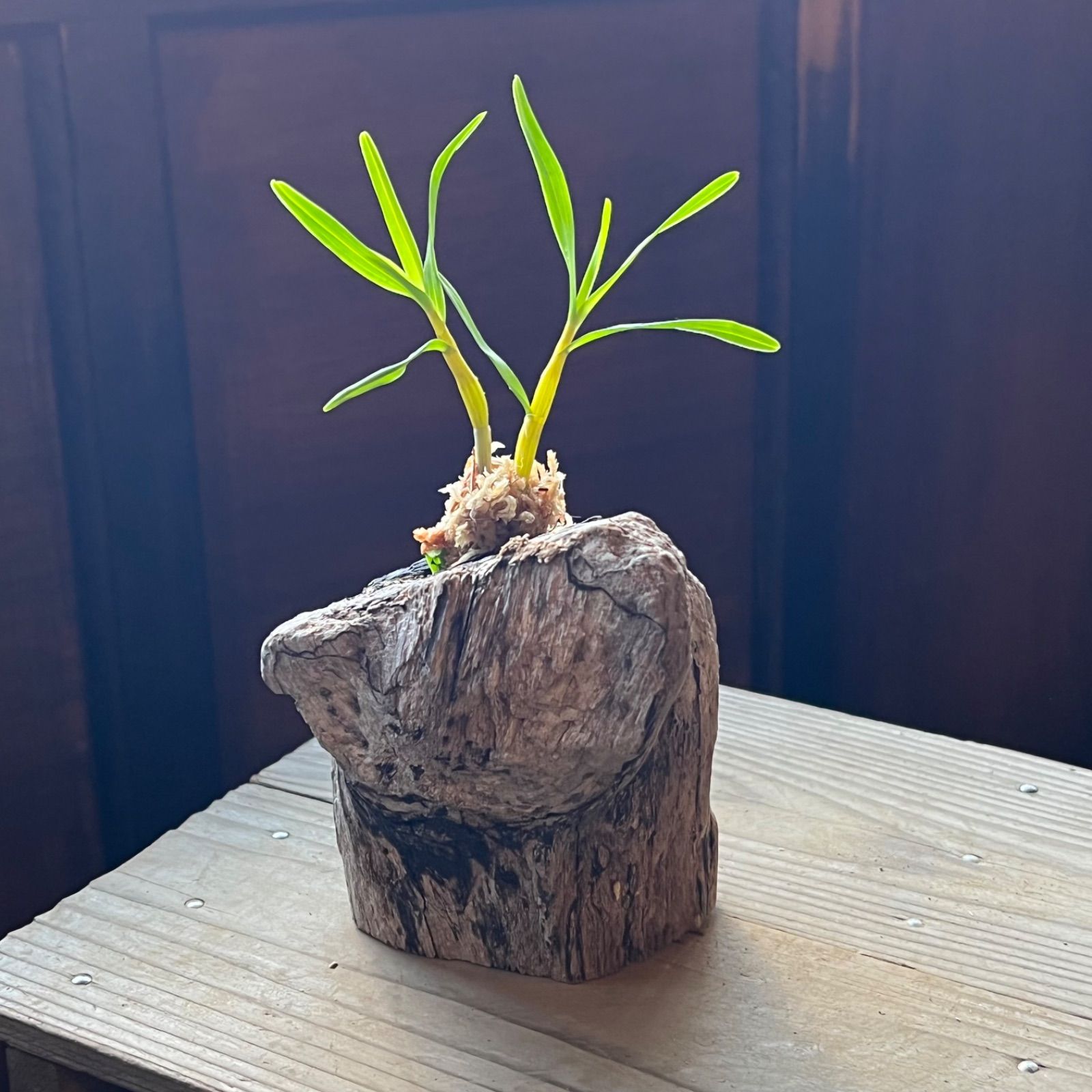 ペン様用 台湾黄花セッコク 長生蘭 セッコク - メルカリ