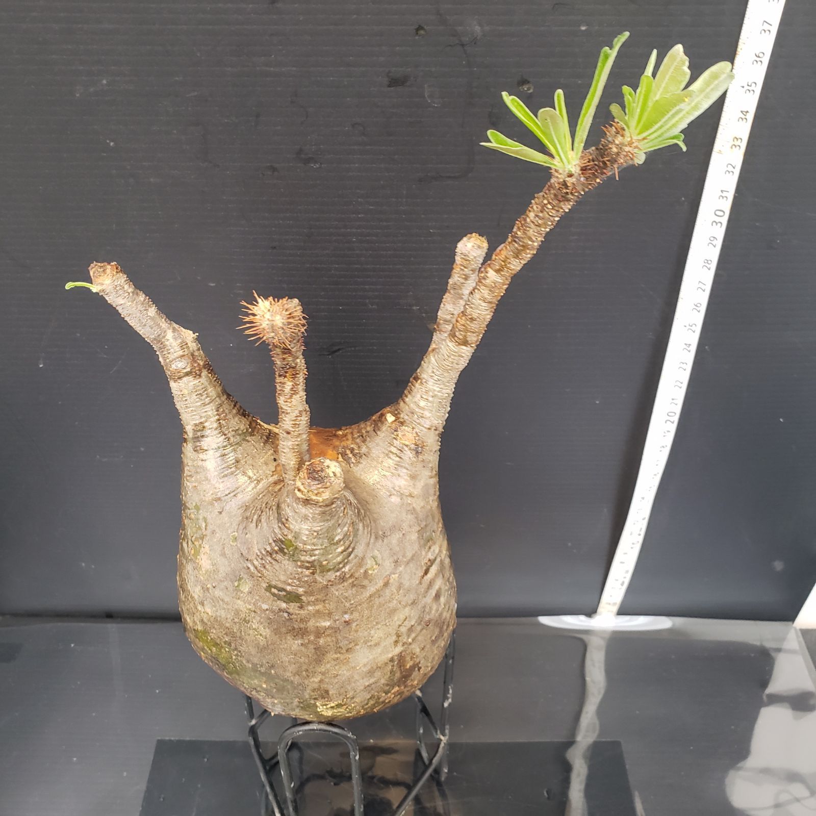 4644 「塊根植物」パキポディウム グラキリス 抜き苗【最新到着・根切