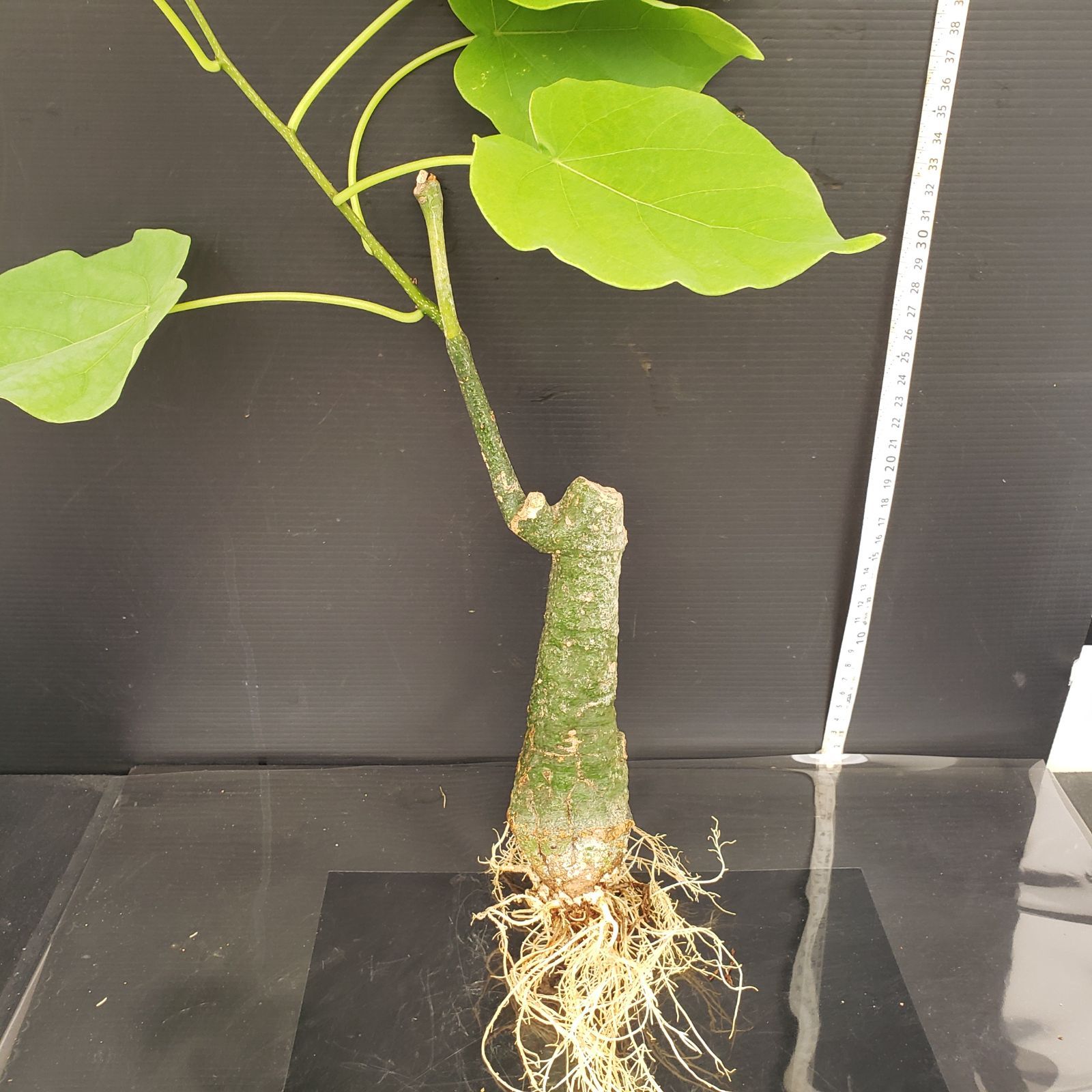 アデニア SPクリスタル グリーン 現地球 発根株（鉢付き） アデニア SP