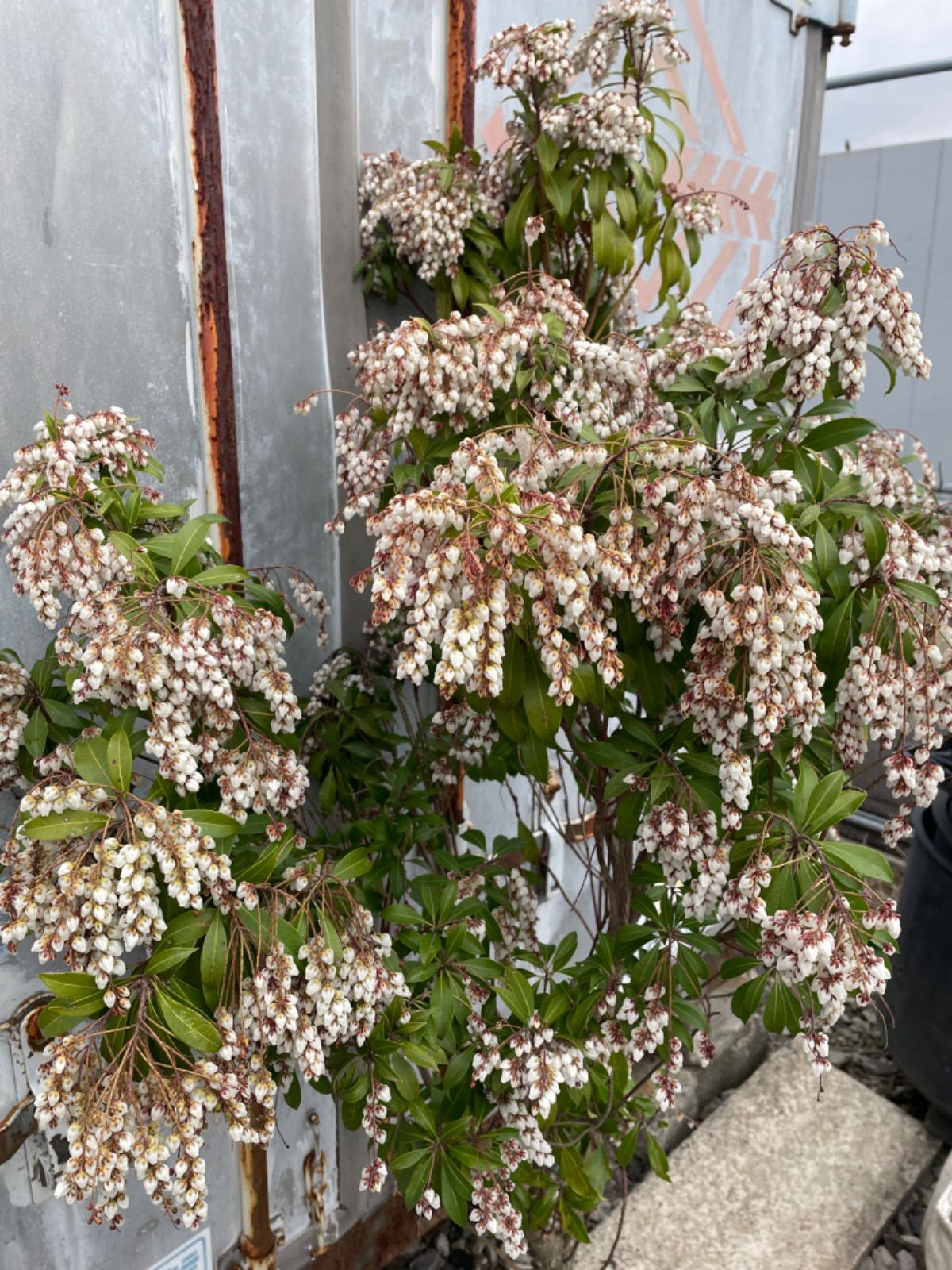 白花