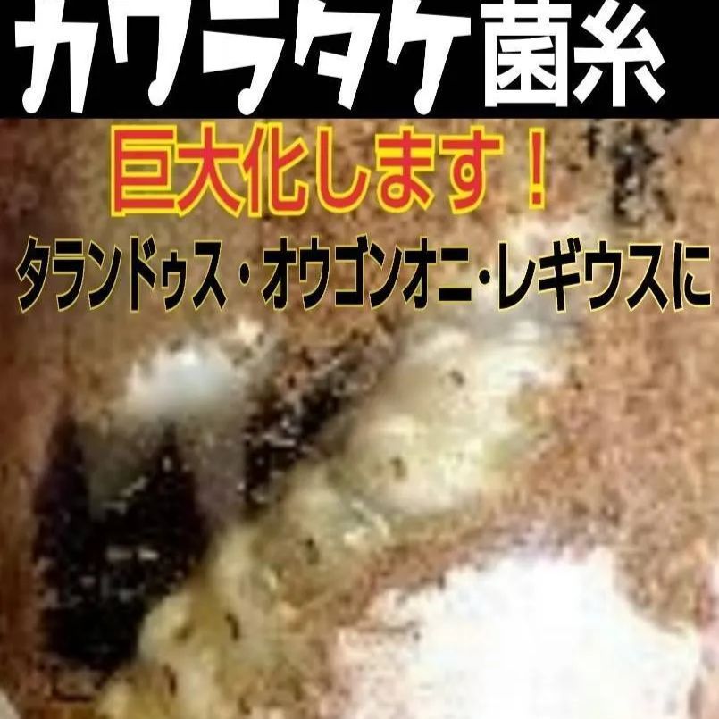 極上！カワラ菌糸瓶【10本】トレハロース、キトサン、グルテン強化配合