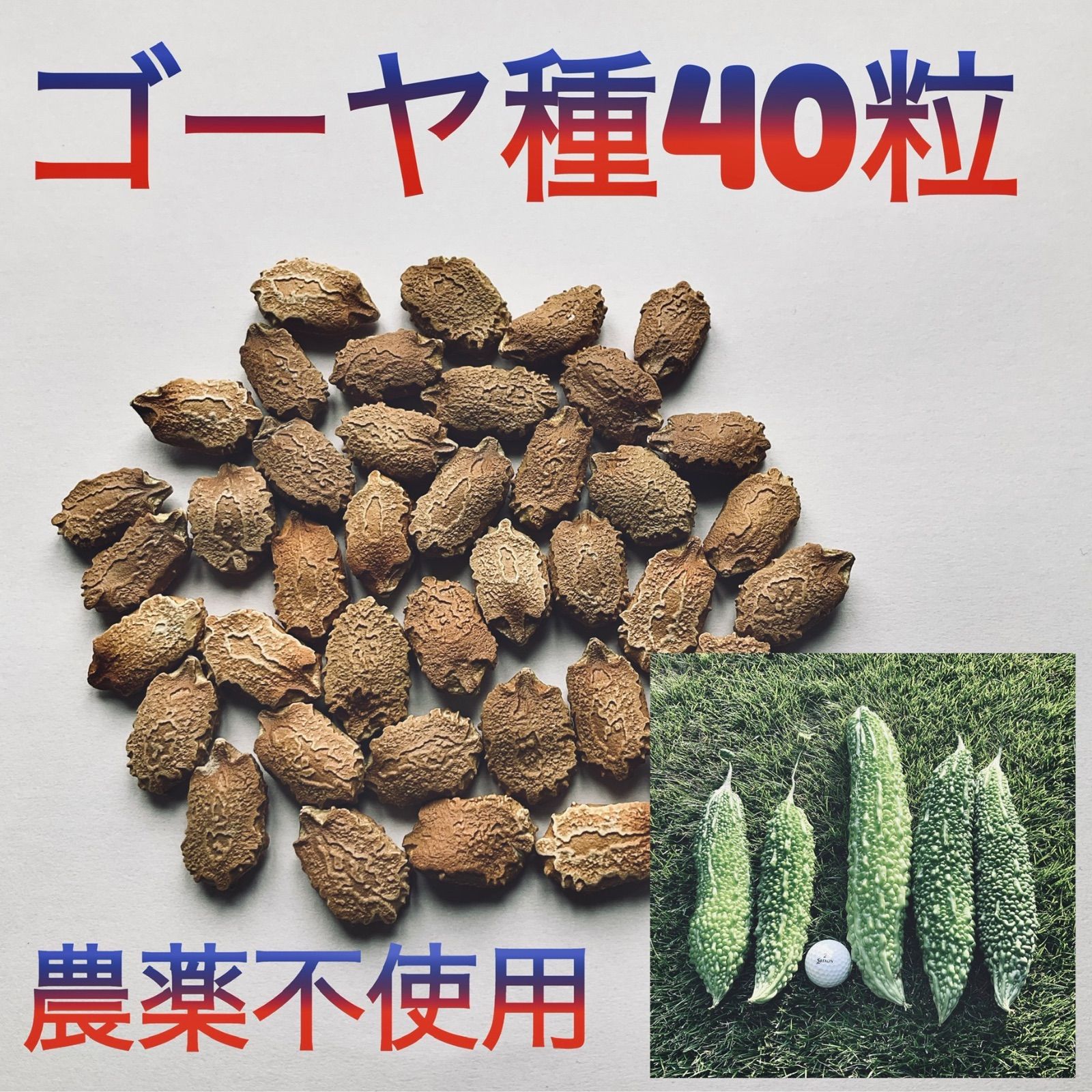 無農薬 ゴーヤ種 2種類 5粒ずつ - 野菜