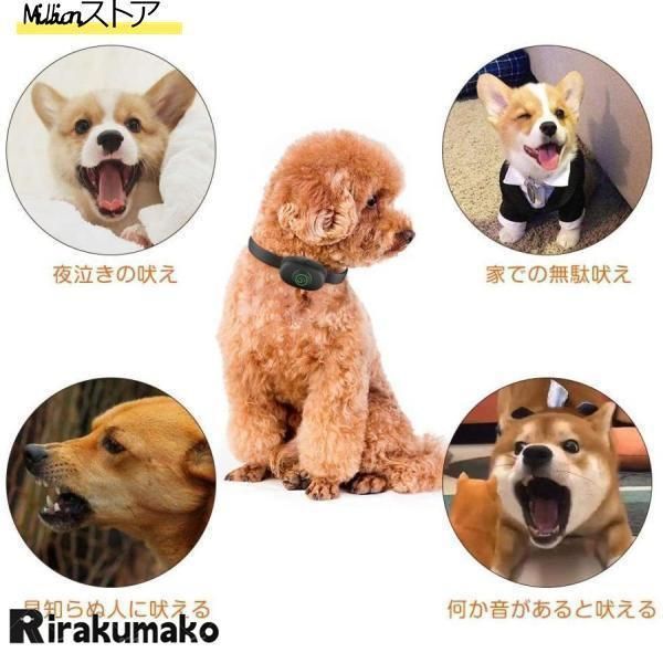 犬躾