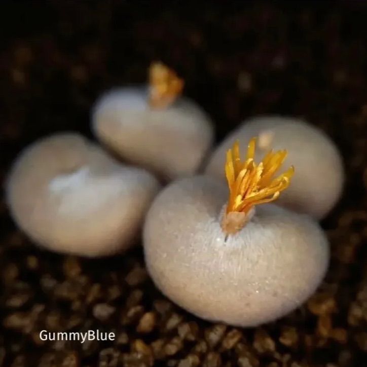 (発芽確認済み)コノフィツム　ペルシダム系　108種類セット　10粒ずつ 発芽確認済み)コノフィツム ペルシダム系 108種類セット 10粒