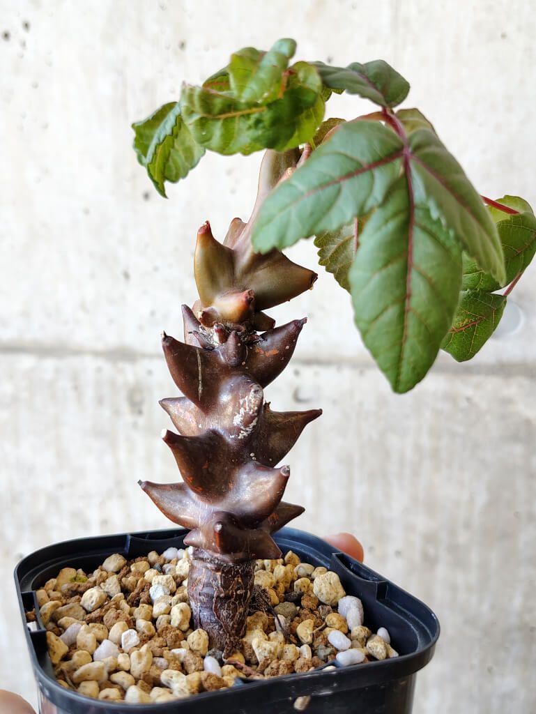 B239【自社養生株】モンソニア ムルチフィダ（現地球・発根未確認株