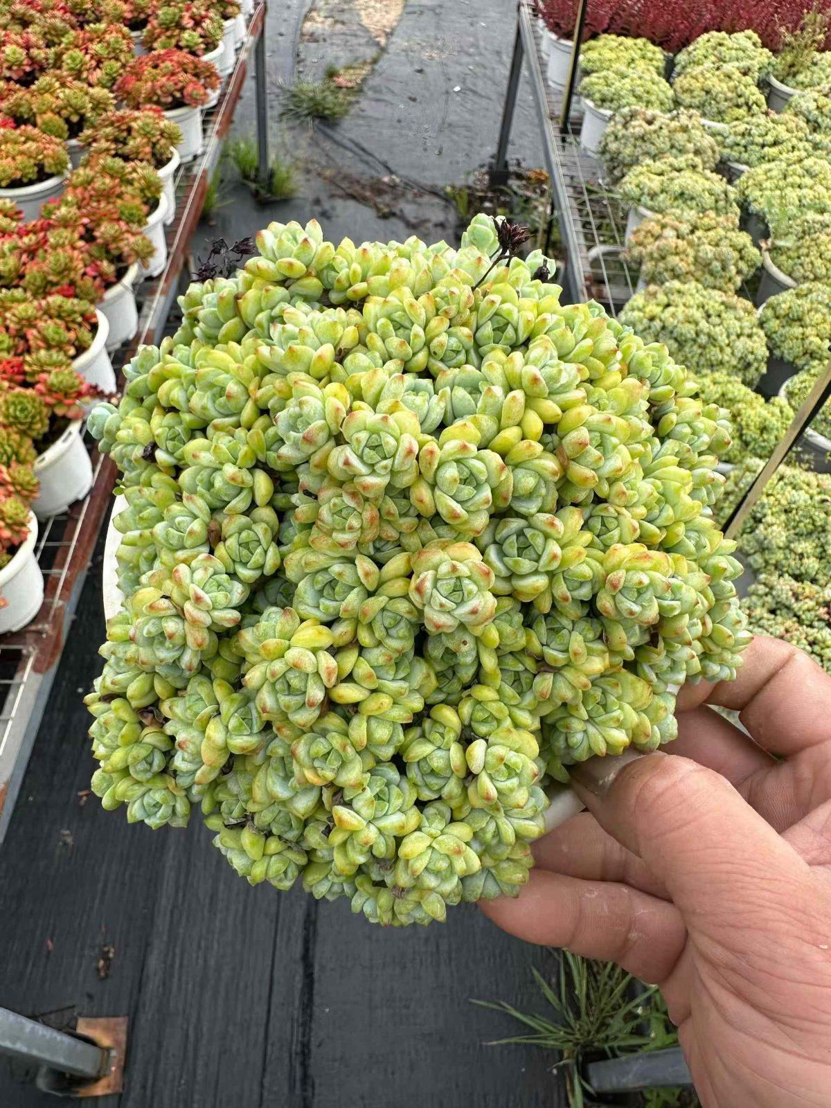 12株の抜き苗セット キャラメルの妖精 多肉植物 佐川急便発送 エケベリア 韓国苗 ZAN31