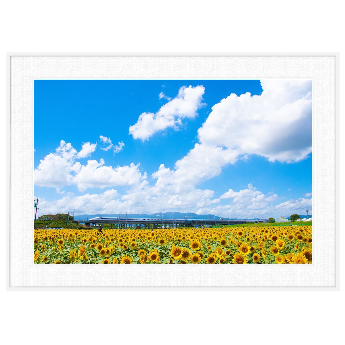 ひまわり 絵 人気 フレーム サイズ 夏 甲子園 記念 激安 レア絵 夏