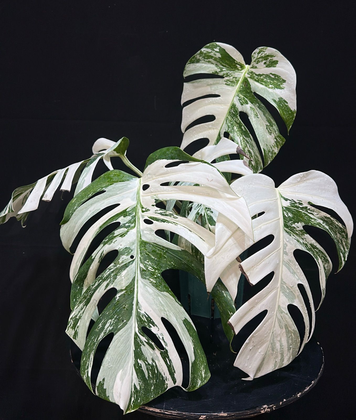 斑入りモンステラ ホワイトタイガー 斑入りモンステラホワイトタイガー
