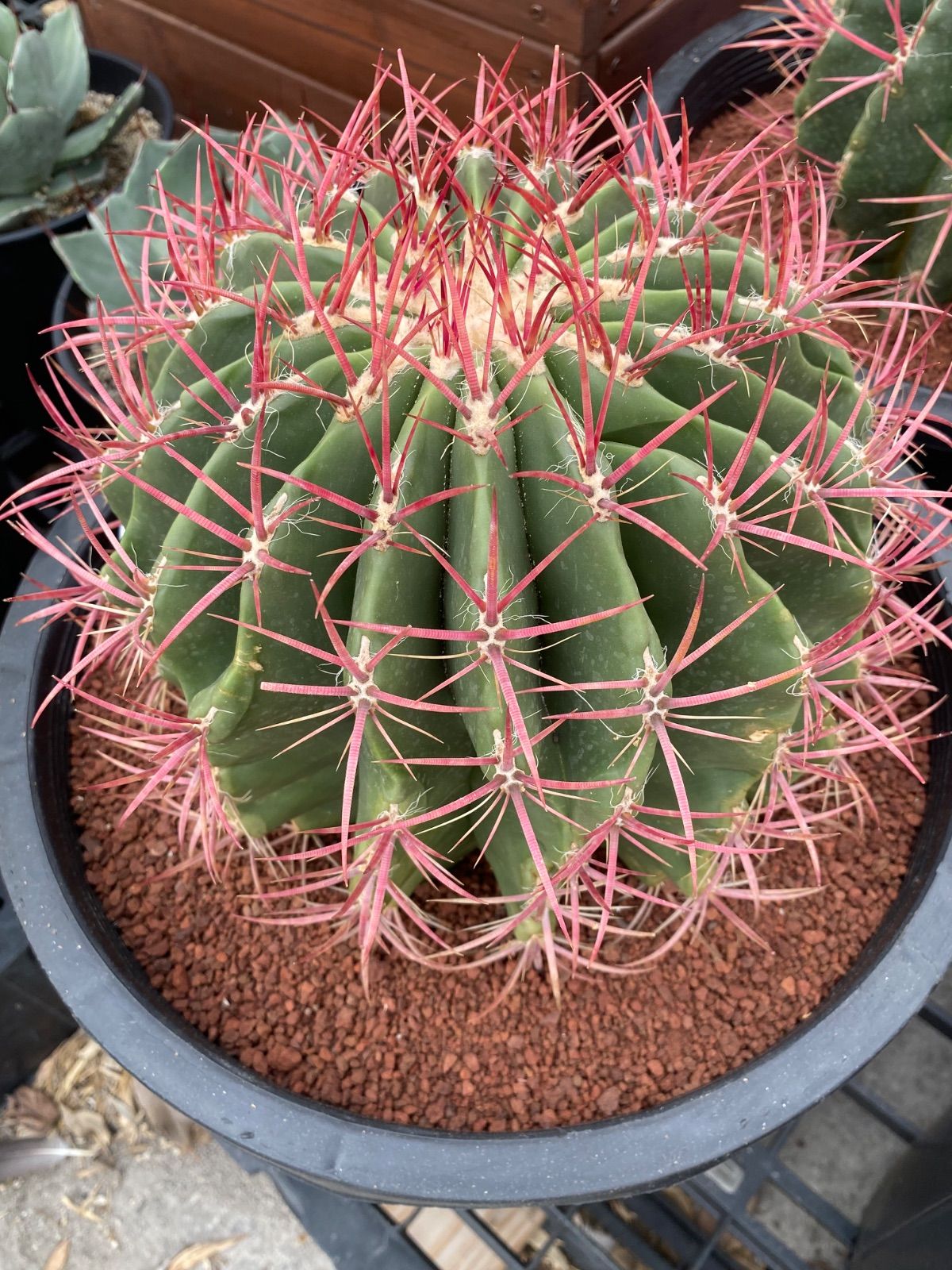 激レア)プテロカクタス フランス種子実生 19種類セット 341・サボテン