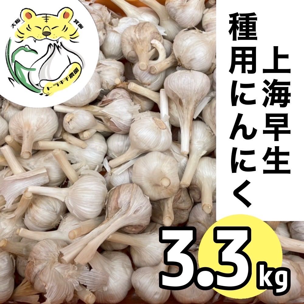 種にんにく 上海早生 3.3kg 種用ニンニク 大阪府産 2023年度 令和5年度