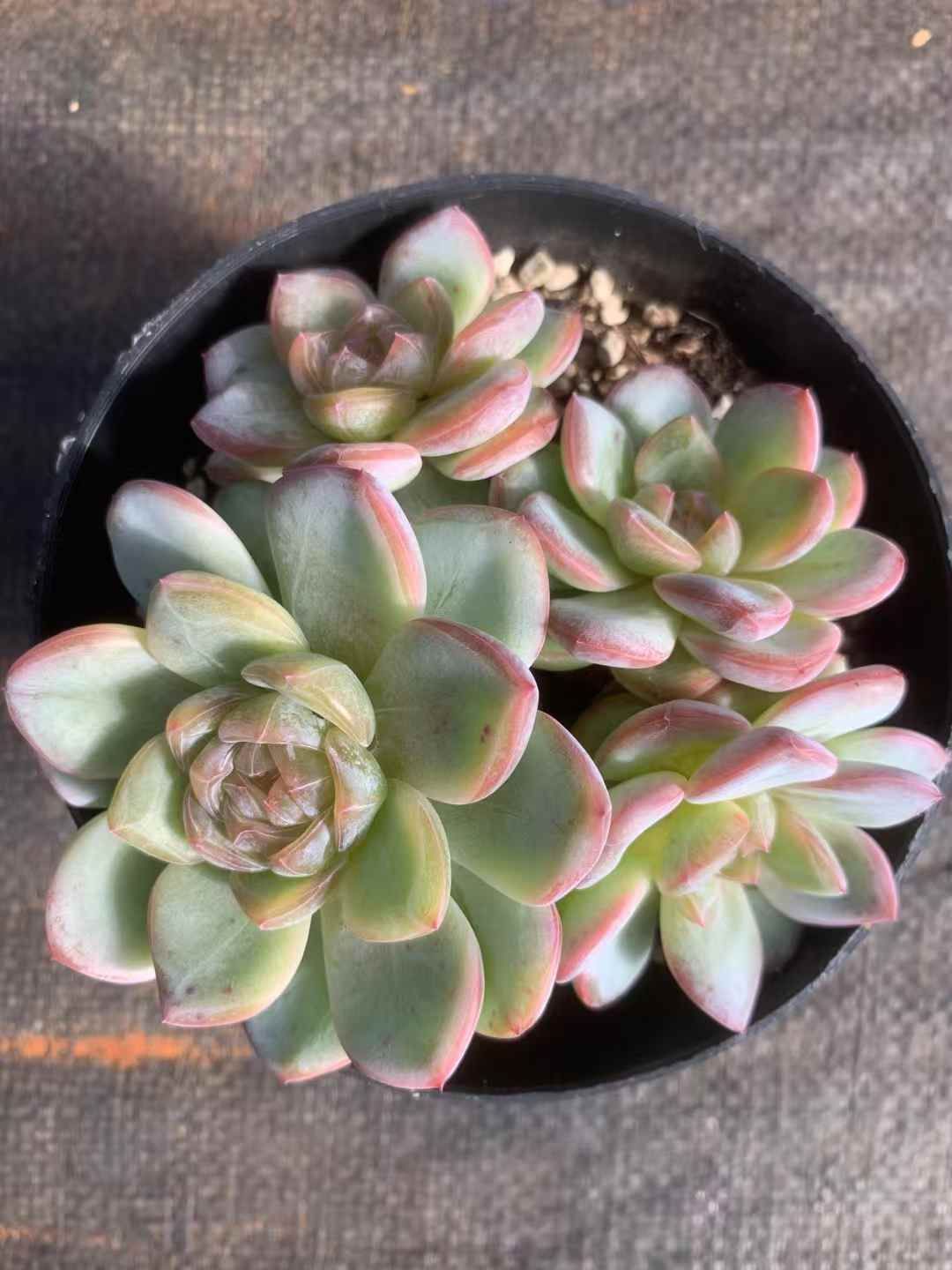 24株の抜き苗セット スタージェニー 多肉植物 佐川急便発送 エケベリア 韓国苗 LX22