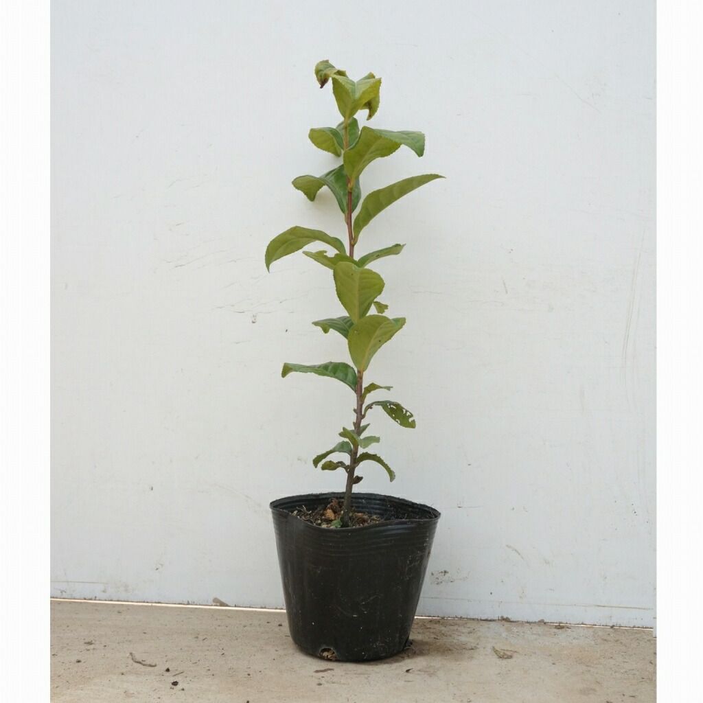 苗/苗木 【25本セット】 チャノキ 樹高0.3m前後 10.5cmポット