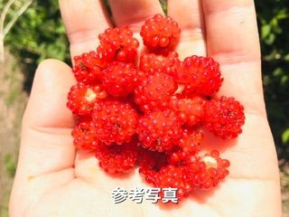 木苺ページ ⭐️木苺苗(大)1株⭐️抜き苗大株 草苺 クサイチゴ くさいちご