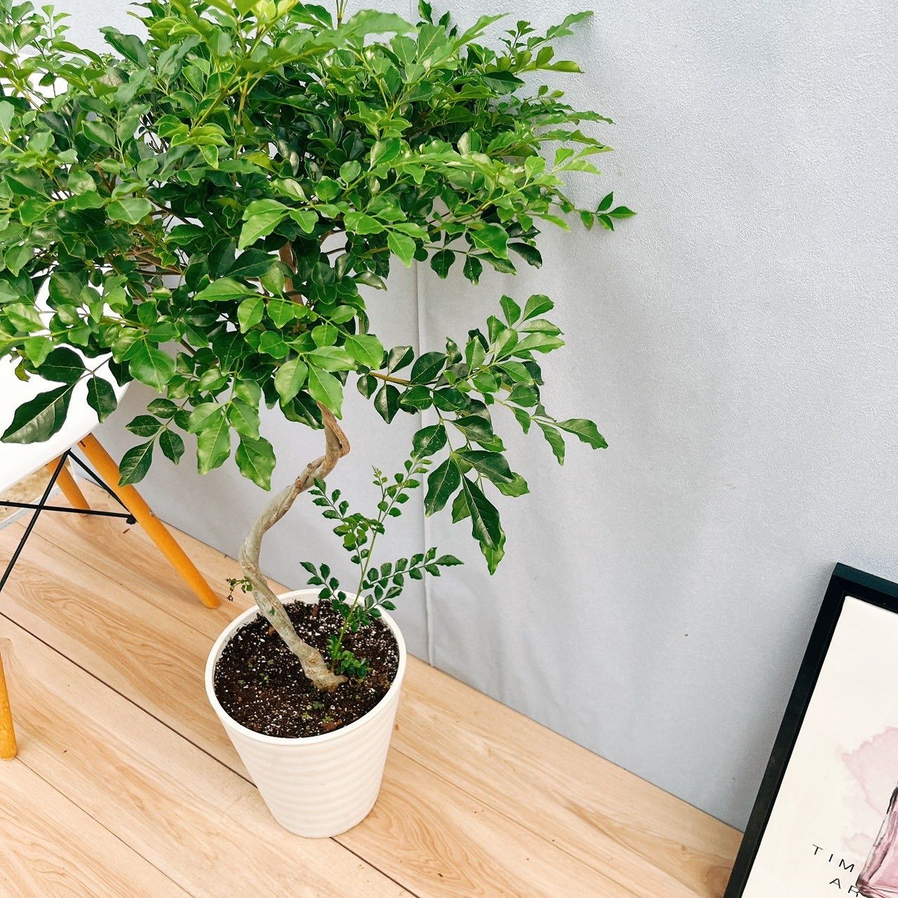 常緑樹 シマトネリコ 曲がり 8号鉢 A