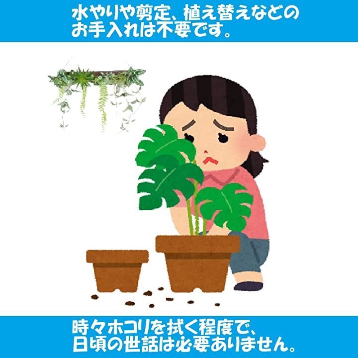ウォールグリーン エアープランツ