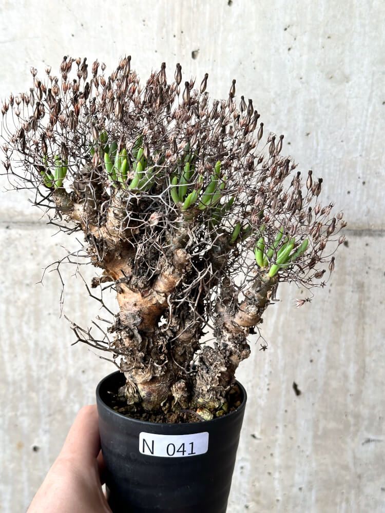 現品限り】チレコドン・レティキュラータス 万物想【N41】 Tylecodon reticulatus【植物】塊根植物 夏型 コーデックス - メルカリ