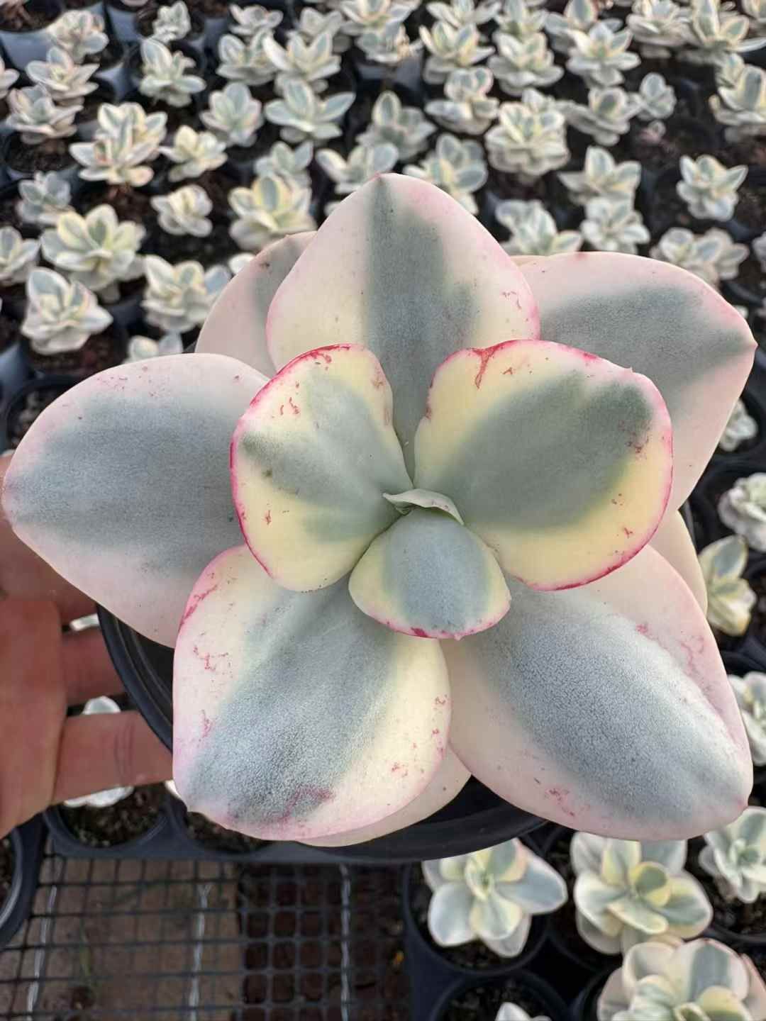 15株の抜き苗セット】スヨン錦 多肉植物 佐川急便発送 エケベリア 韓国