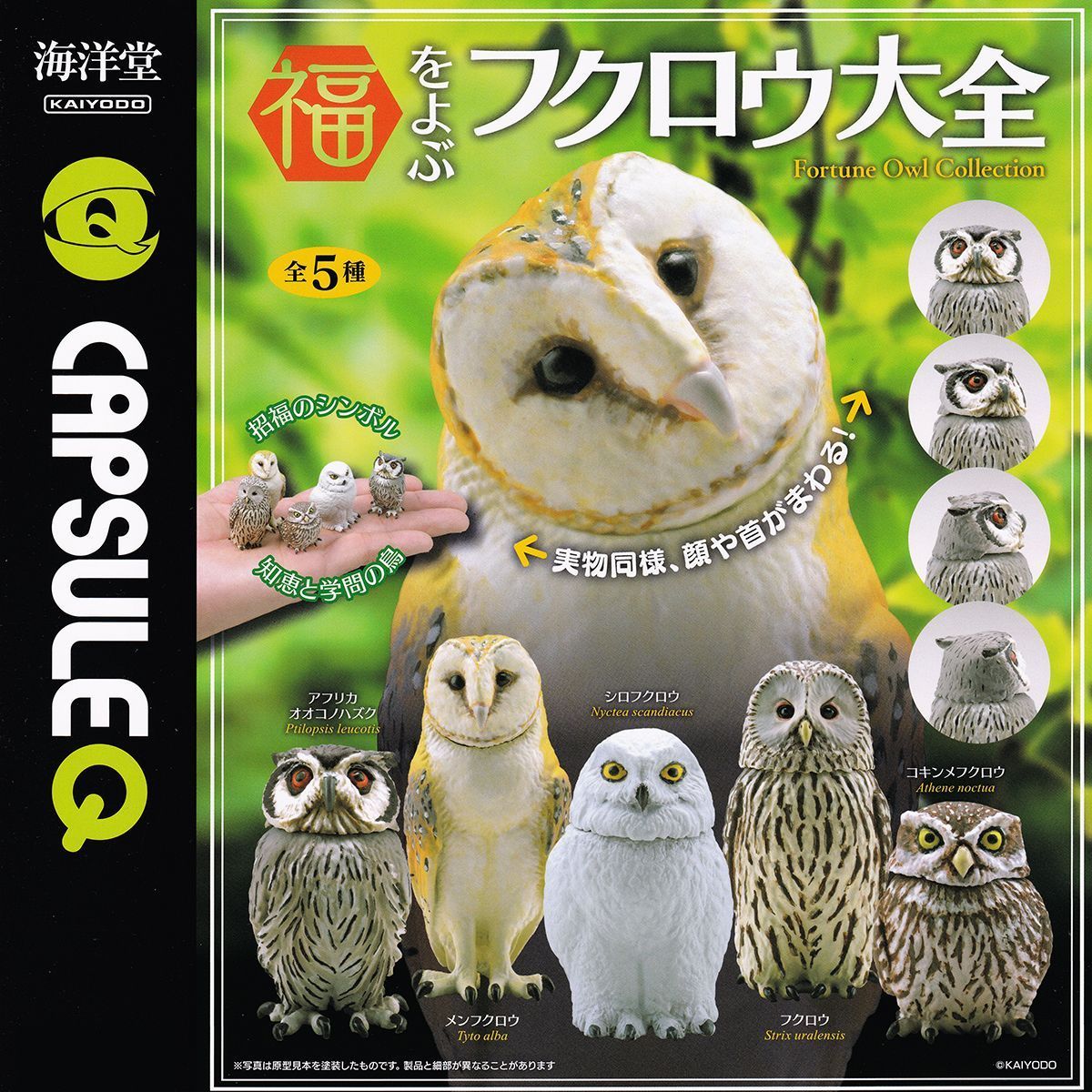 カプセルQ 福をよぶ フクロウ大全 2023 海洋堂 【全5種フルコンプ