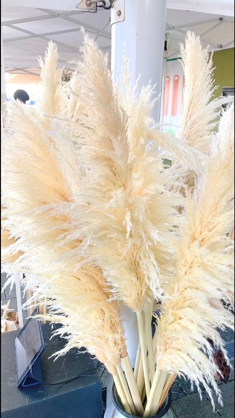 特大 パンパスグラスドライフラワー 30本