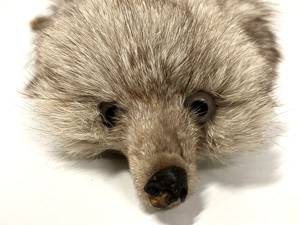 リアルファー 襟巻き 毛皮 剥製 キツネ 狐 ホワイト ブラウン