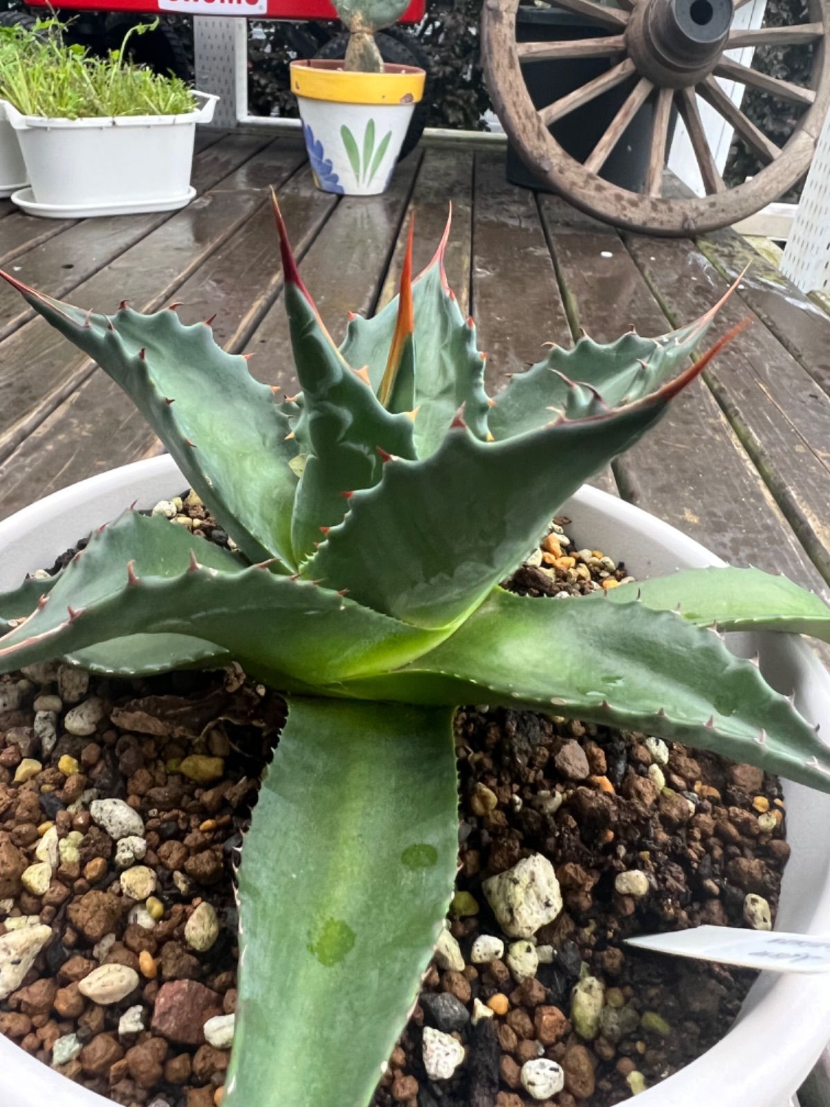 ♦︎アガベ・モンタナ／大きめ子株 鉢ごと♦︎ - メルカリ