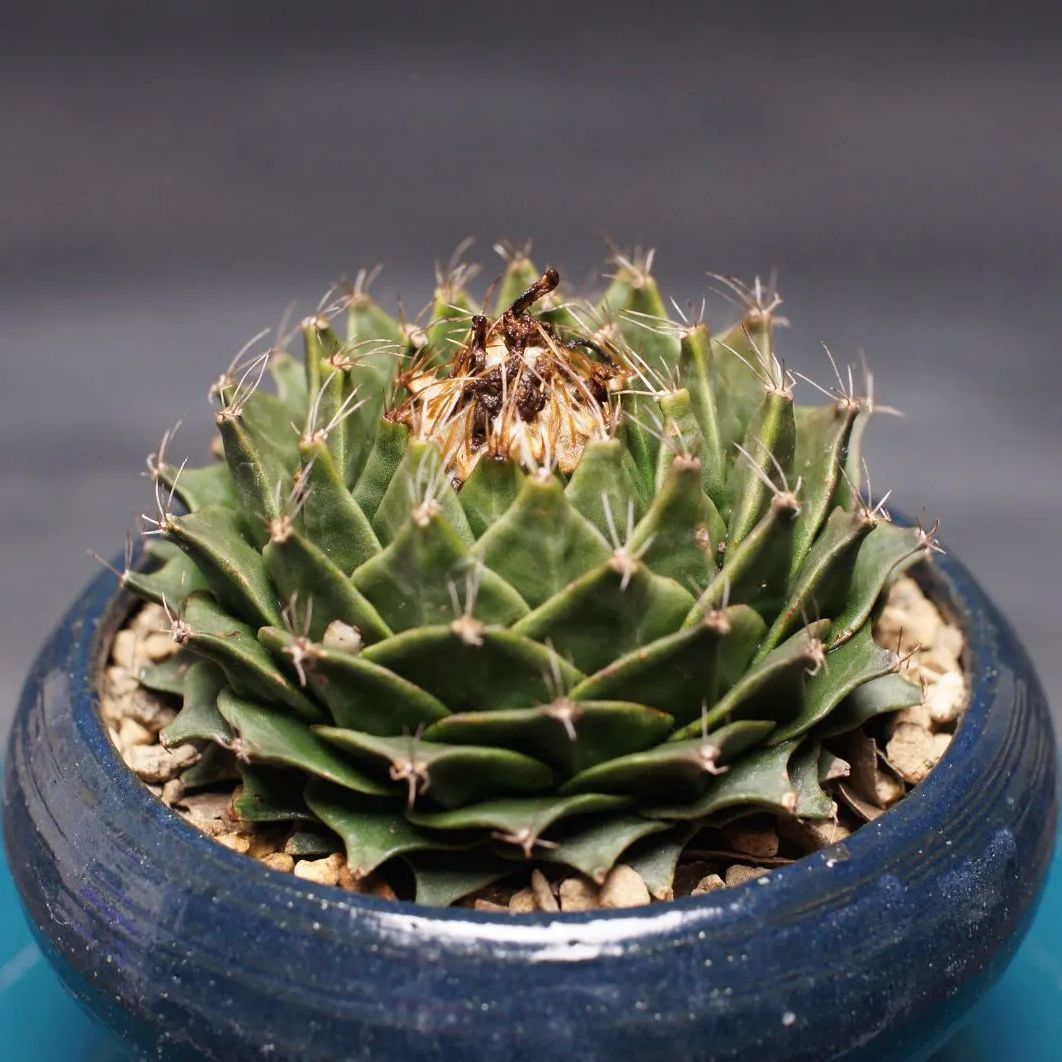 Obregonia denegrii オブレゴニア デニグリー 帝冠 管理2412 YUZUMIYA_COM