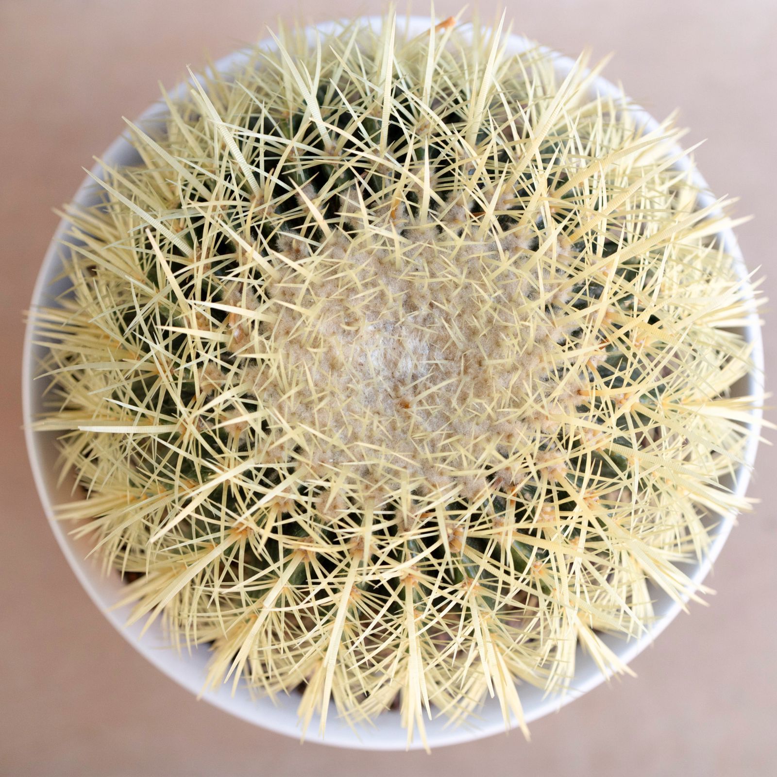 発根済】30cm 金鯱 サボテン キンシャチ 金シャチ 特大 10号 発根済】30cm 金鯱 サボテン キンシャチ 金シャチ 特大 10号