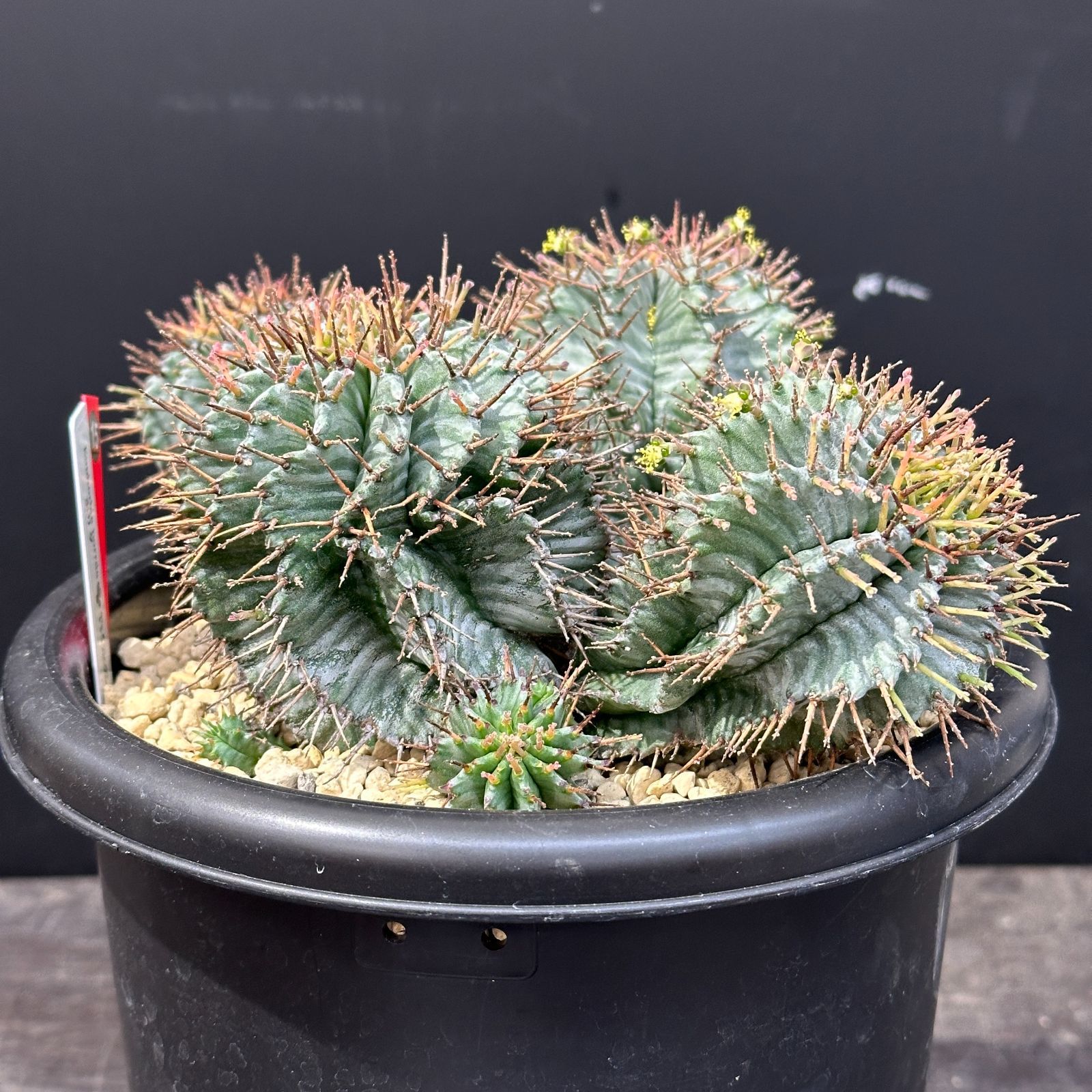 #15 Euphorbia horrida ユーフォルビア ホリダ 多頭 多肉植物