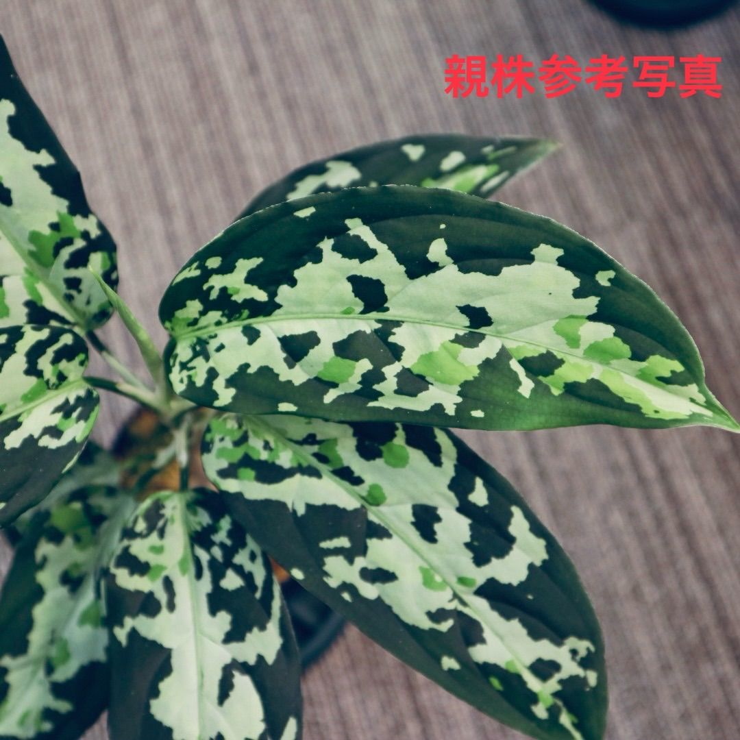 アグラオネマ ピクタム Aglaonema pictum ”P-00E” ［BEGO-S15/T2-YA2/f1］ 芋 - メルカリ