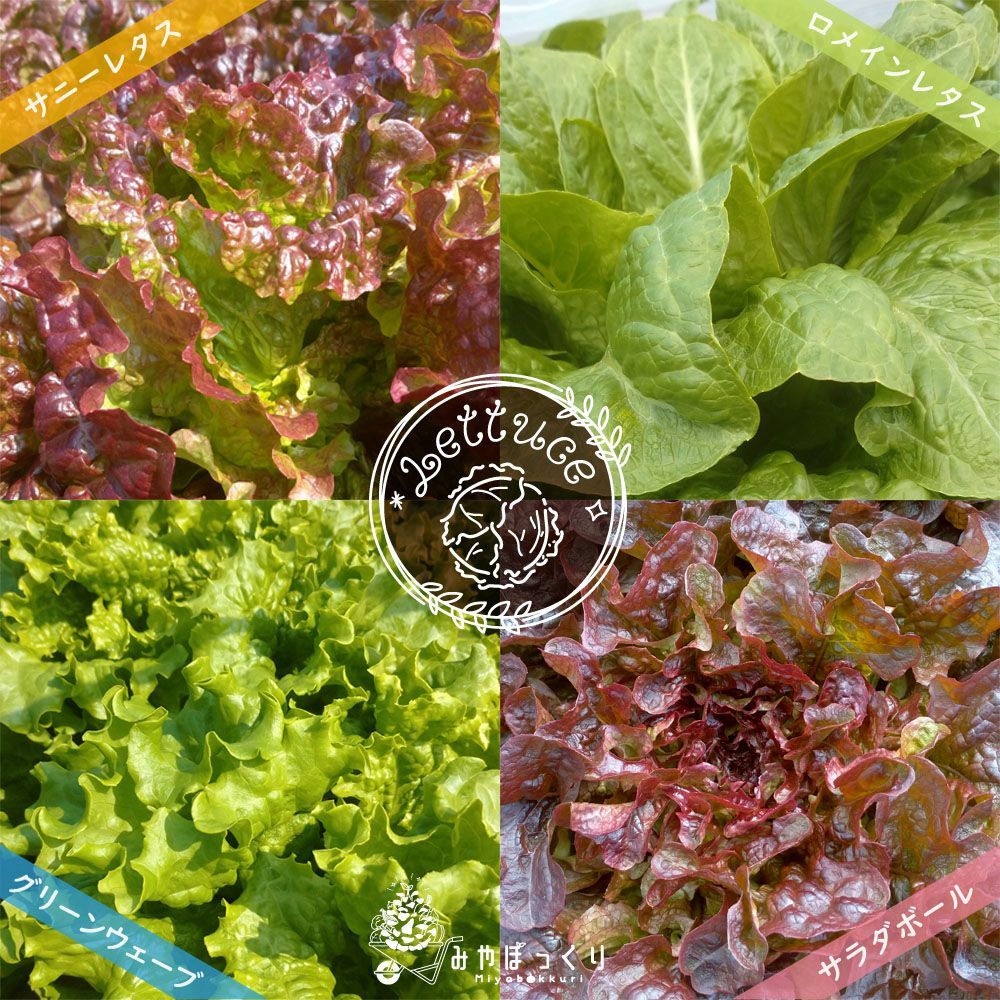 メルカリshops レタスの種類言えるかな レタス食べ比べセット 100サイズ