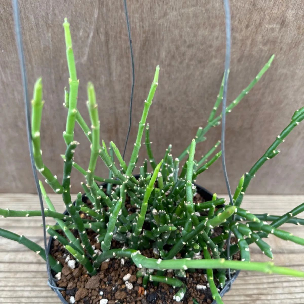 少しレア 観葉植物 多肉植物 サルコステンマ ソコトナラム 棘無緑細蟹脚 - 植物/観葉植物