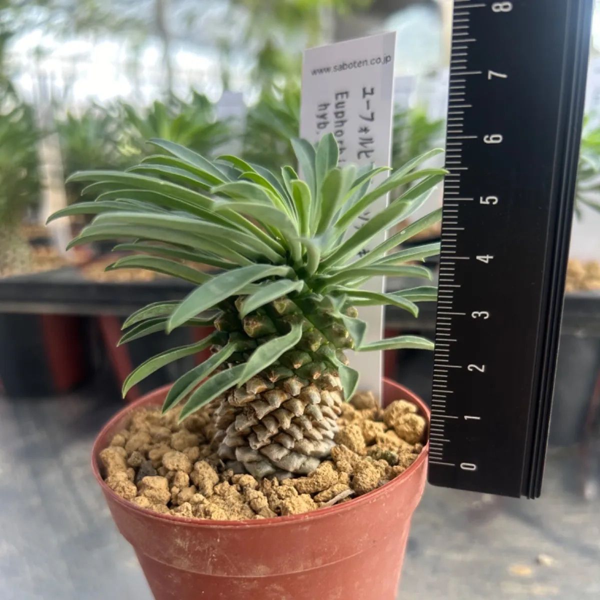 ☆新入荷☆ 多肉植物 ソテツキリン 蘇鉄麒麟 パイナップルコーン