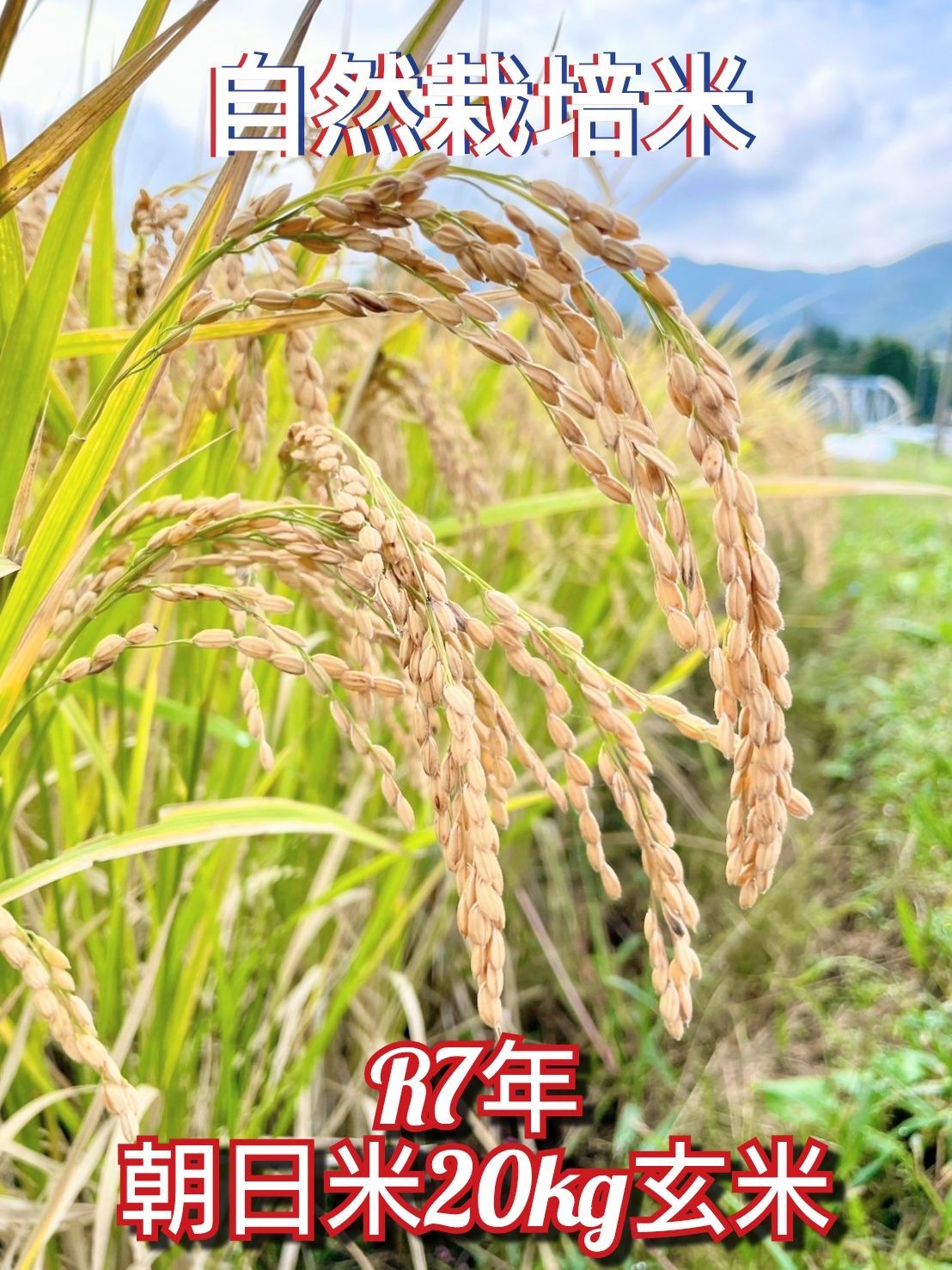 R7年 自然栽培米 朝日米20kg玄米