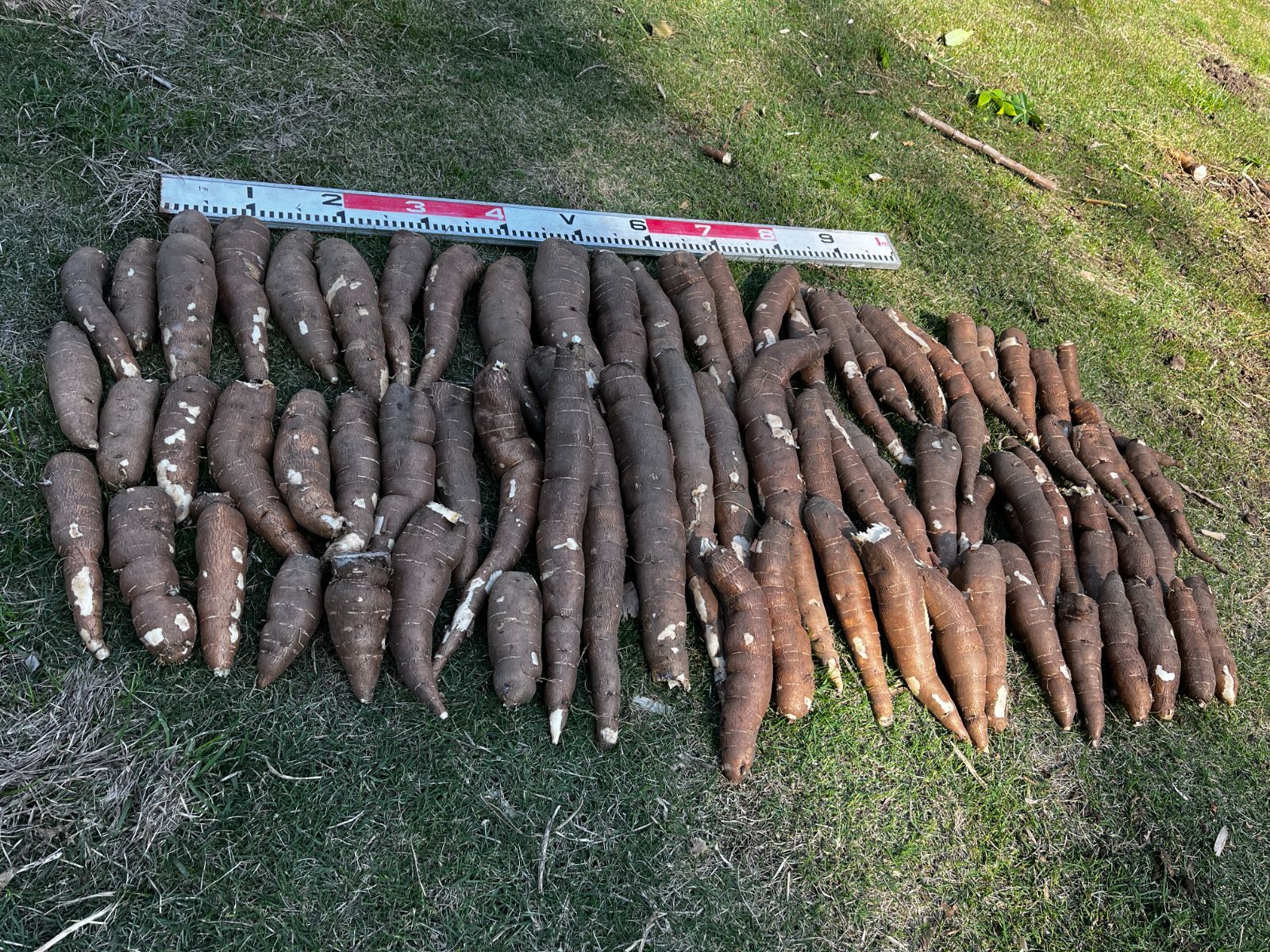 BIG SIZE yuca mandioca cassava 20kg 【公式通販】