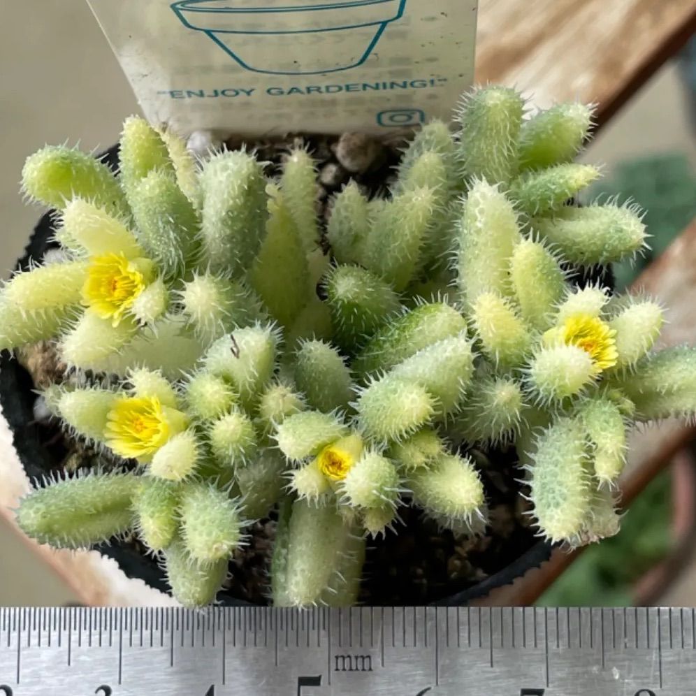 多肉植物 ちょいレア♪月錦♡抜き苗 6e4232aadedb4c391846c1974528b4